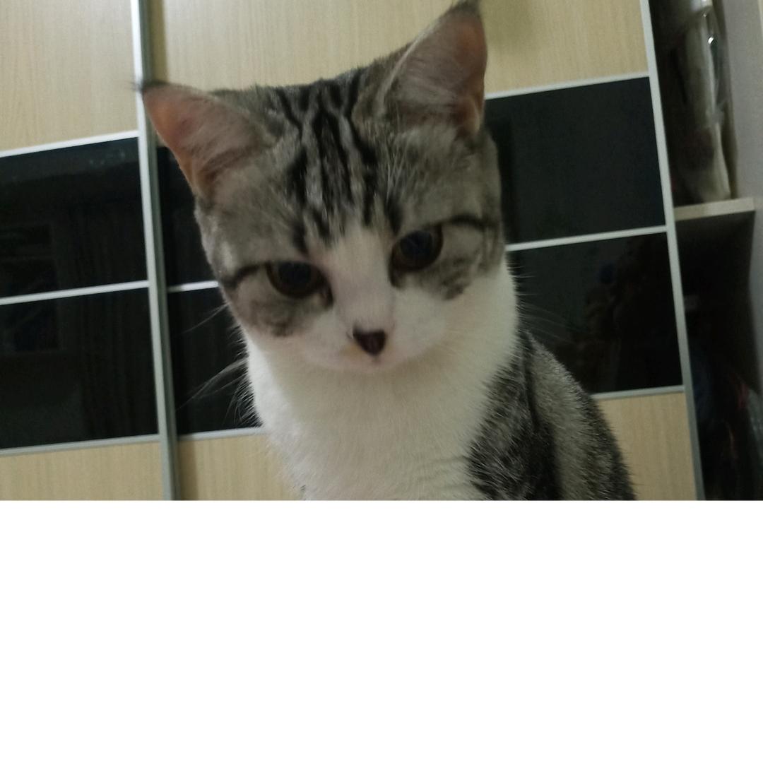 凉子猫猫咪