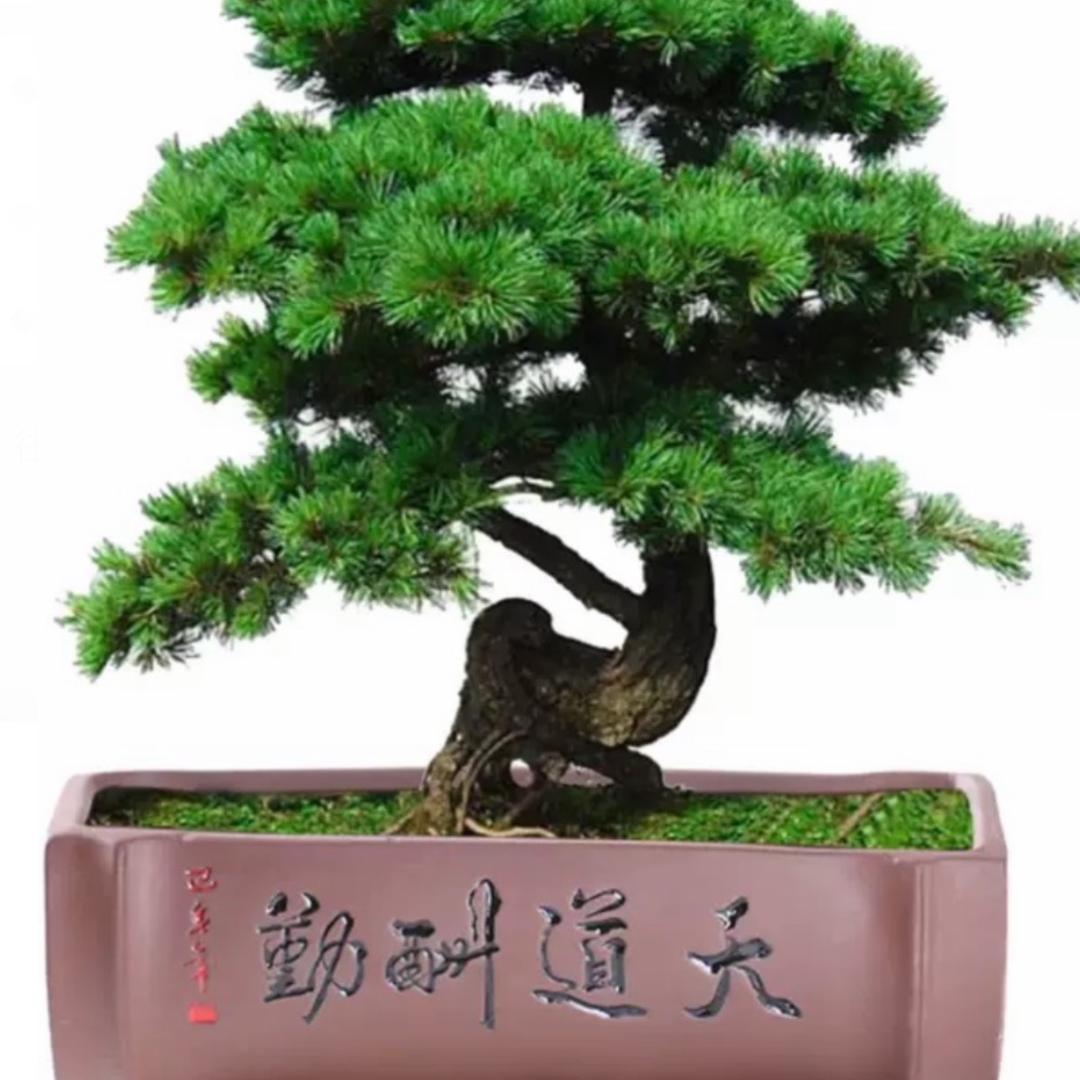 孙其自然☀️☀️🍎🍎