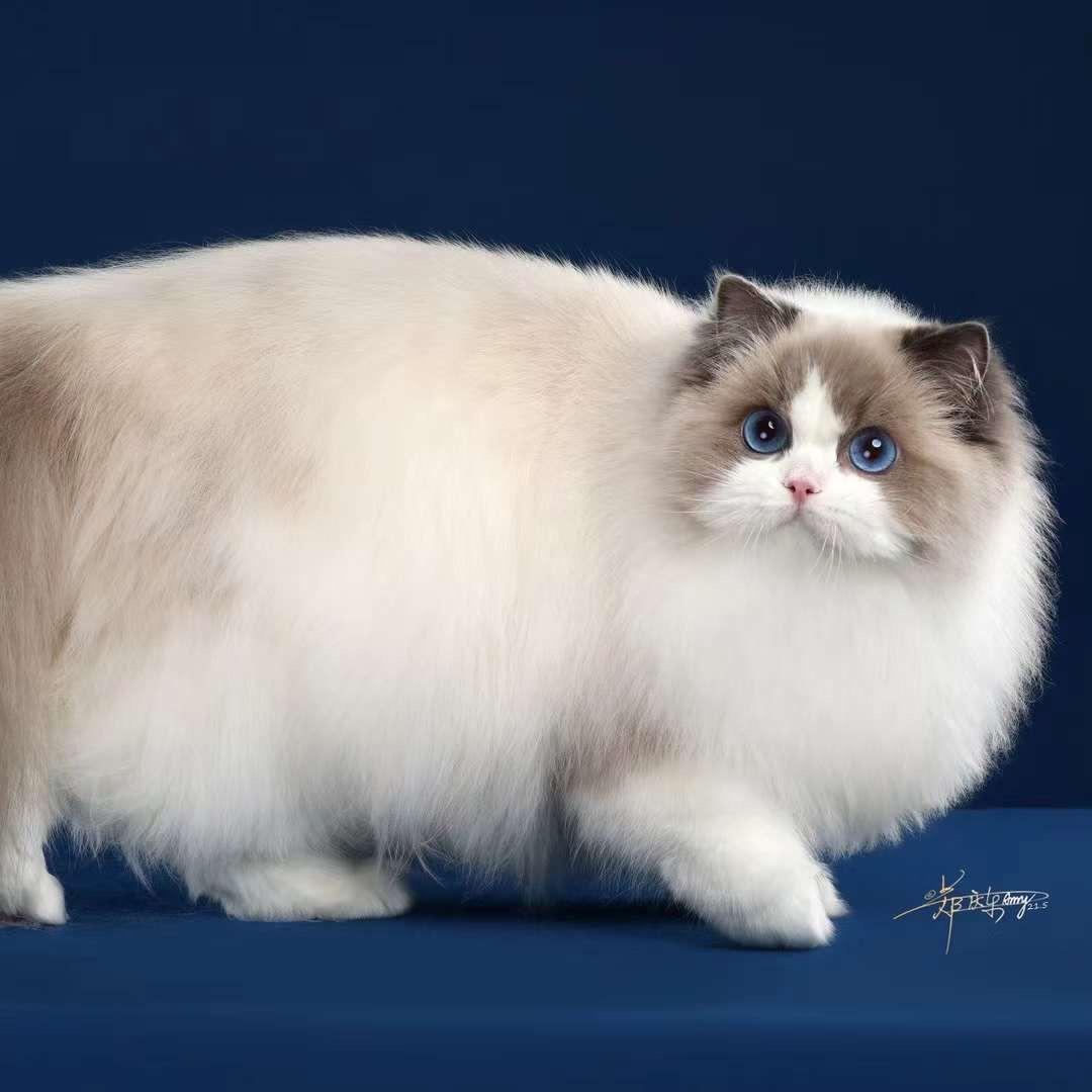 宏宇猫猫