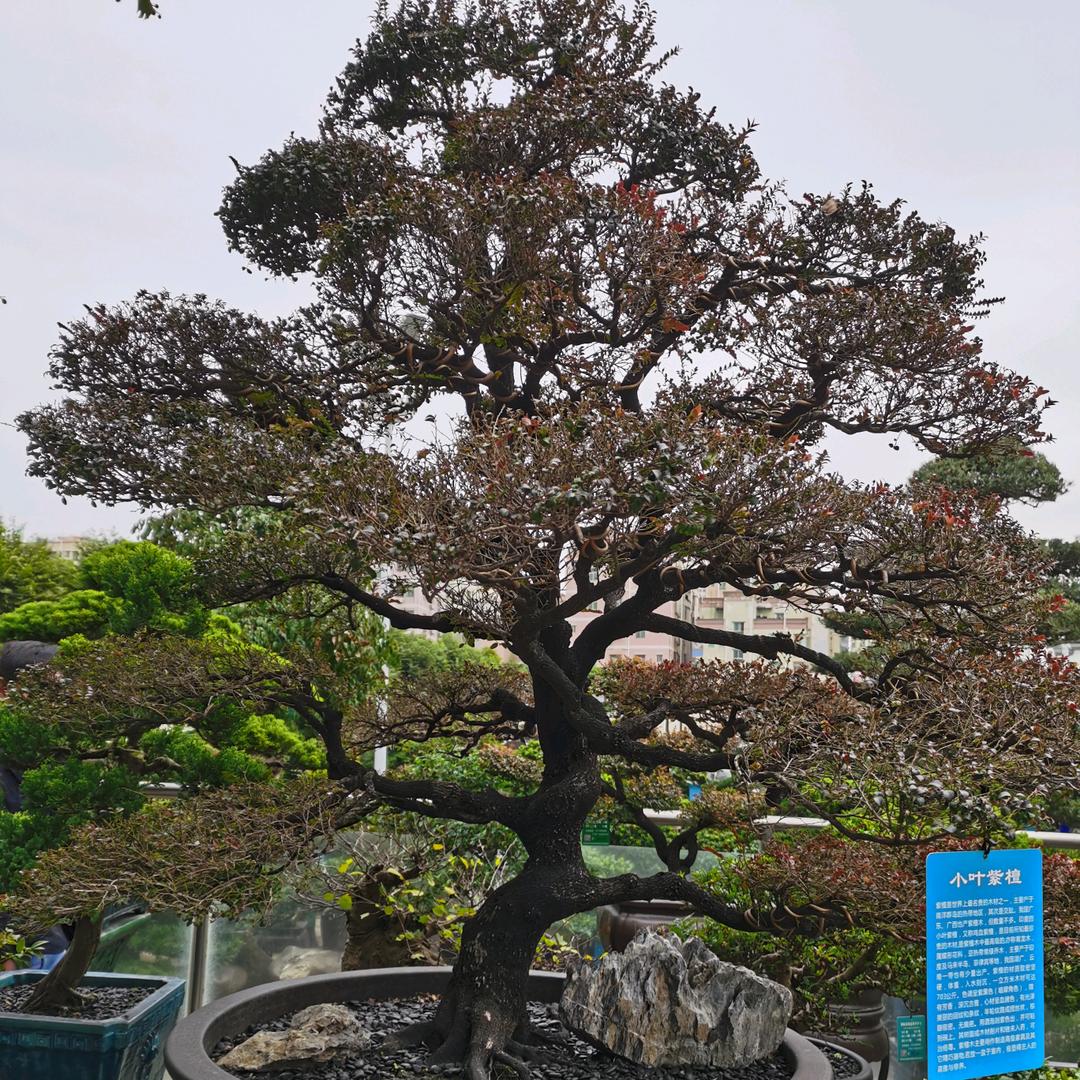 翱翔（自由翱翔）