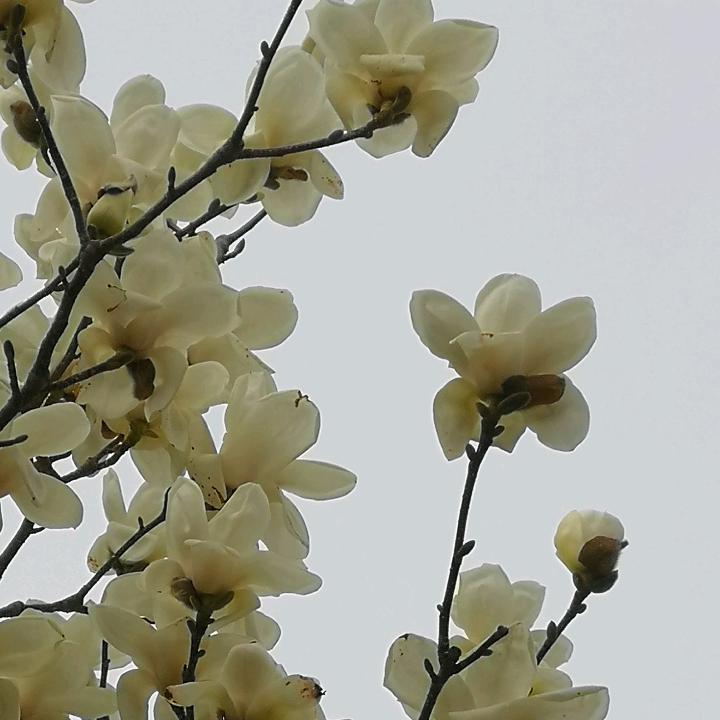花未眠〔拒绝私聊〕