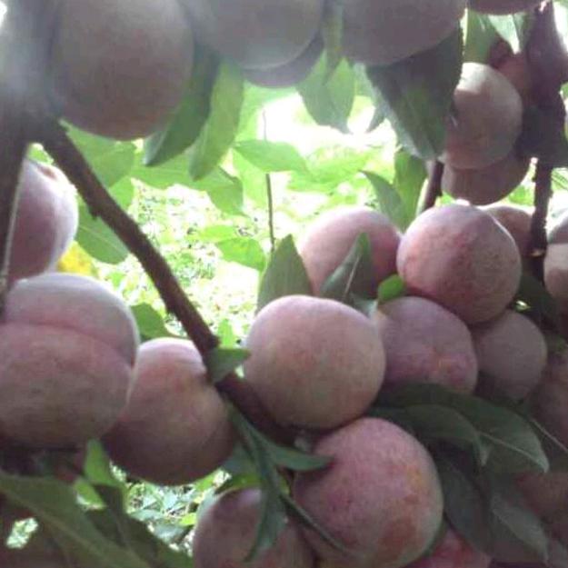 🌹神洲大地@华夏洪冠🌹