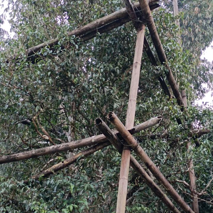 扎体
