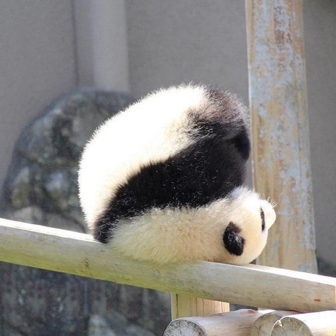 一手一只叽