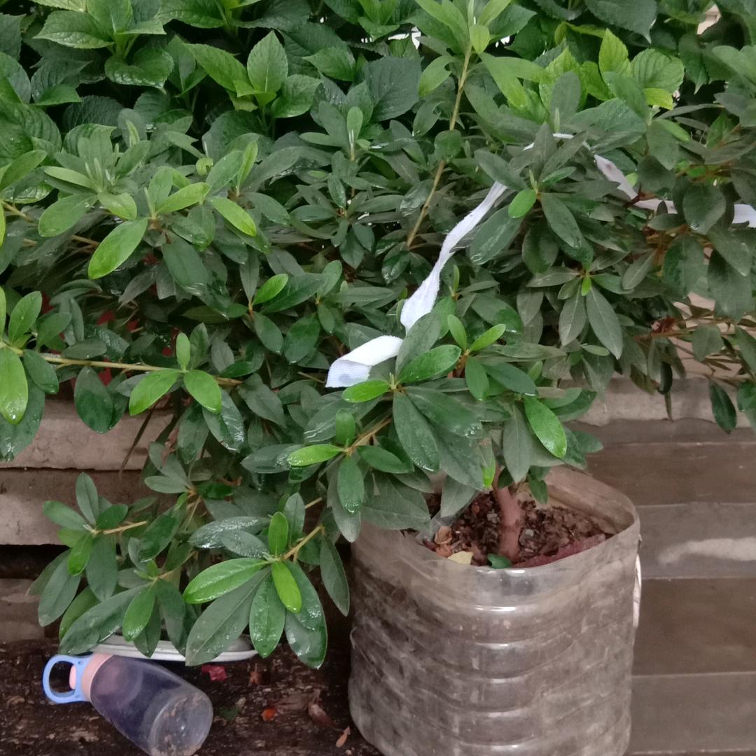 瑶瑶
