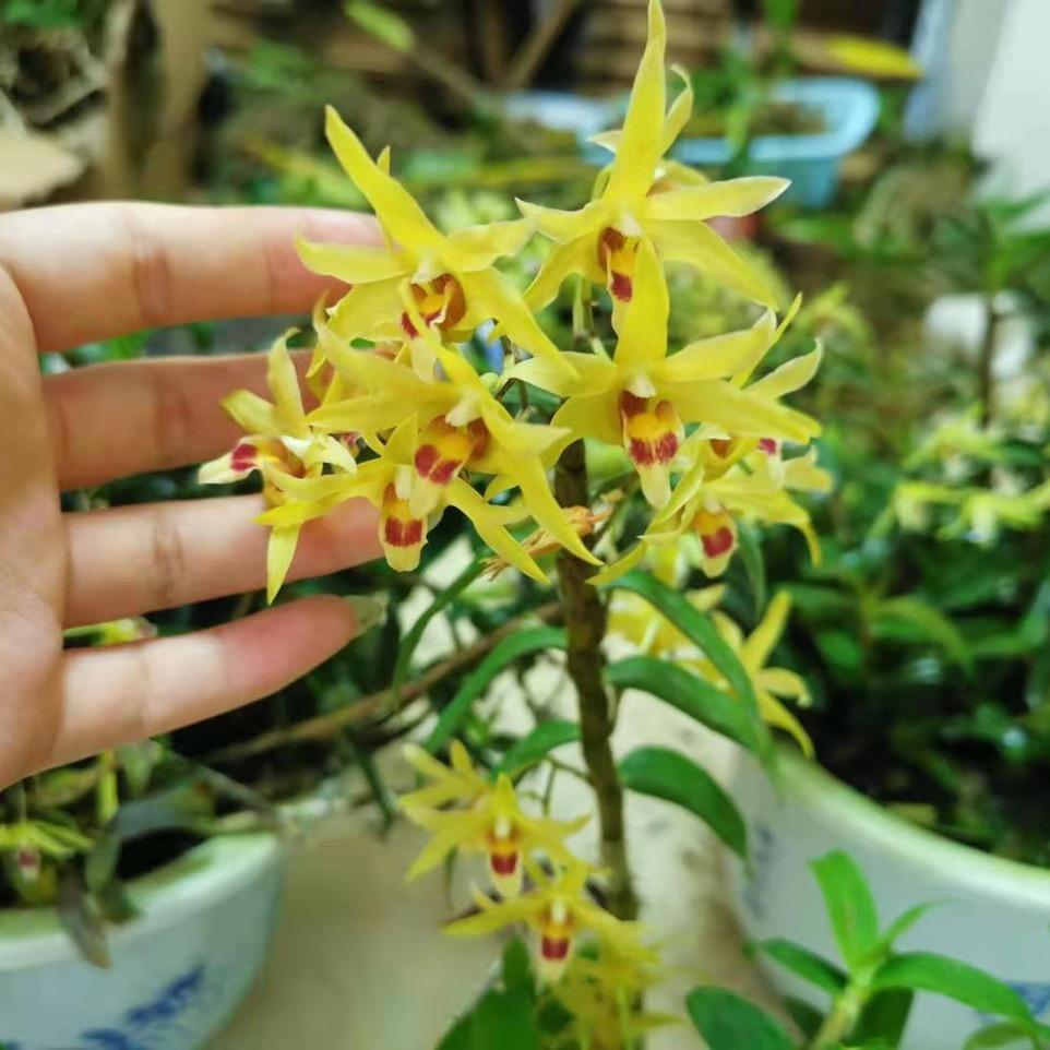 山间铁皮石斛