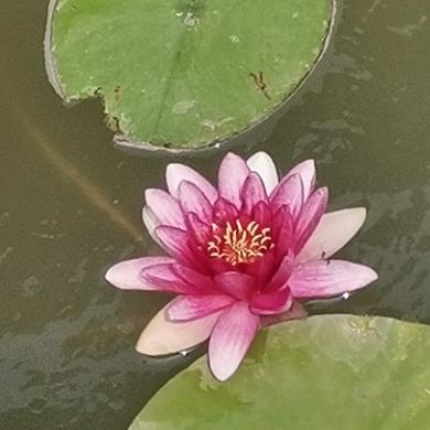 玲珑的玲
