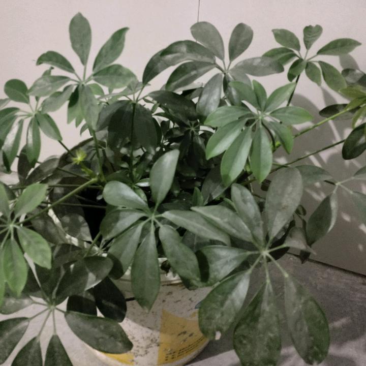 平安是福3289941790718