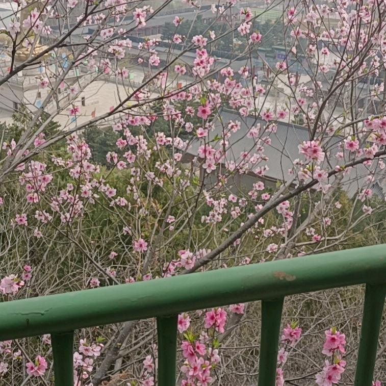 壁上观