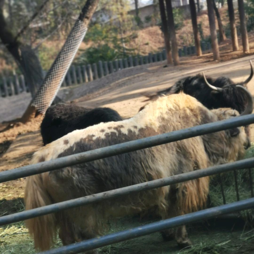 晓亮x l