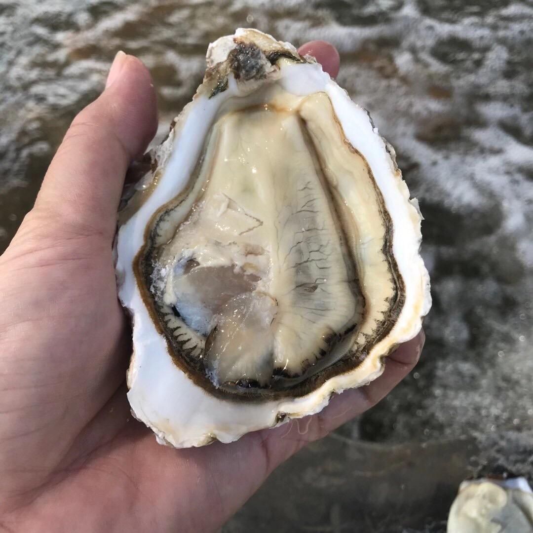 蚝老头