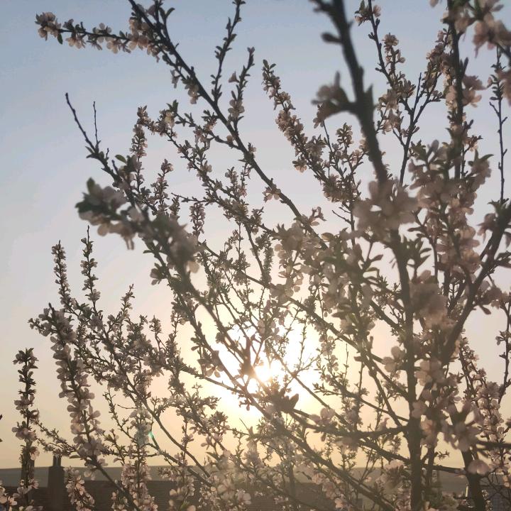 从不张扬🌸