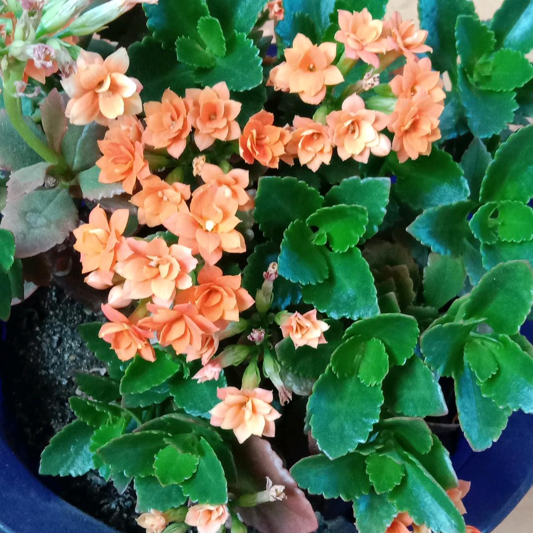 芸芸记录生活