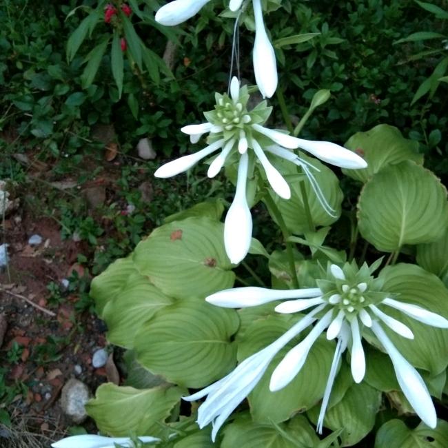 真情永恒