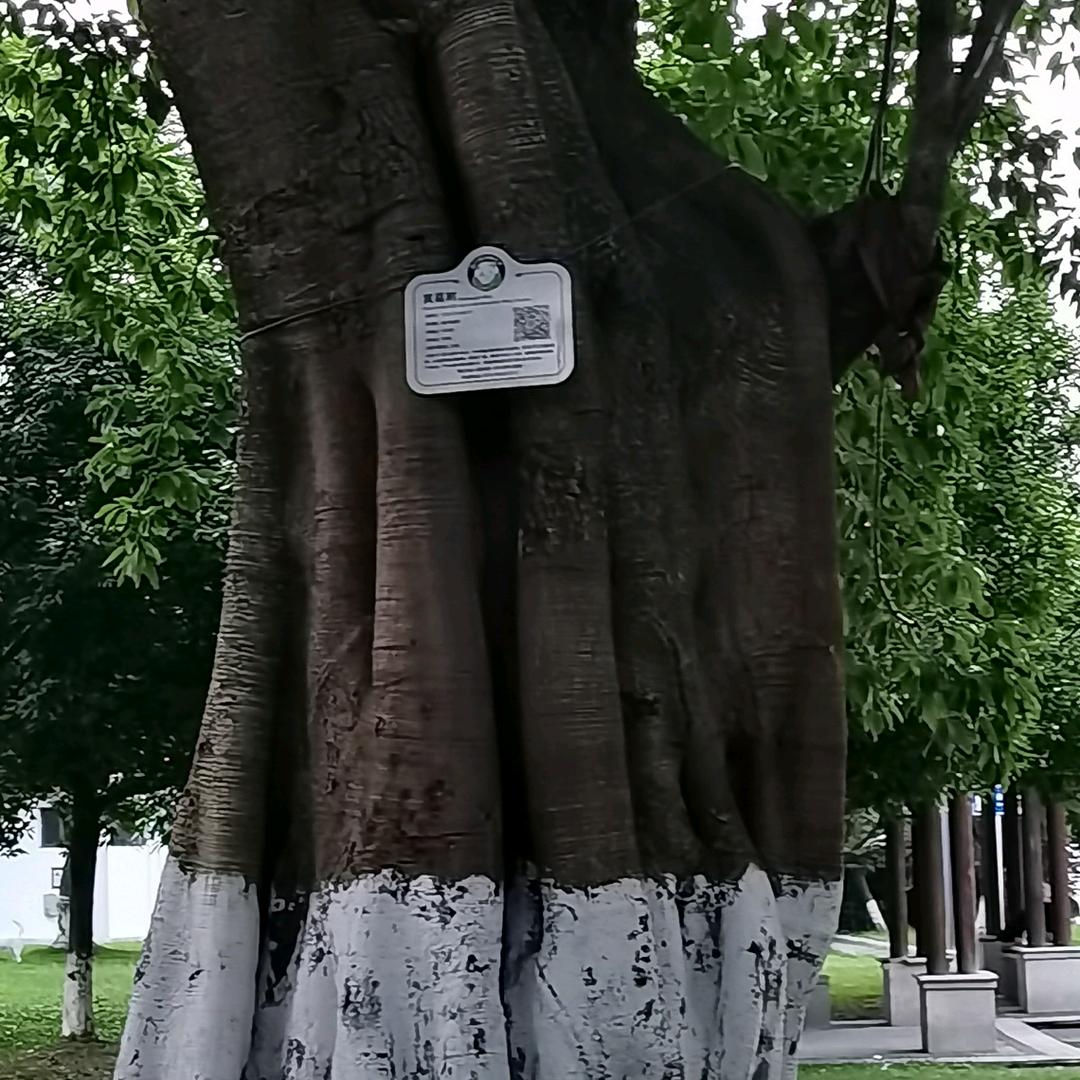 百年大树