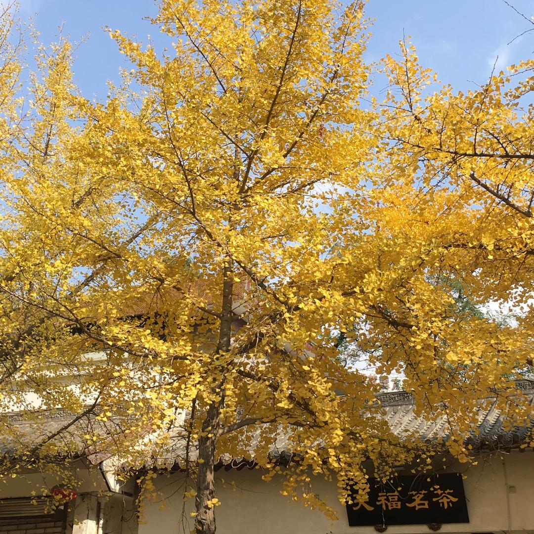 心如洋葱