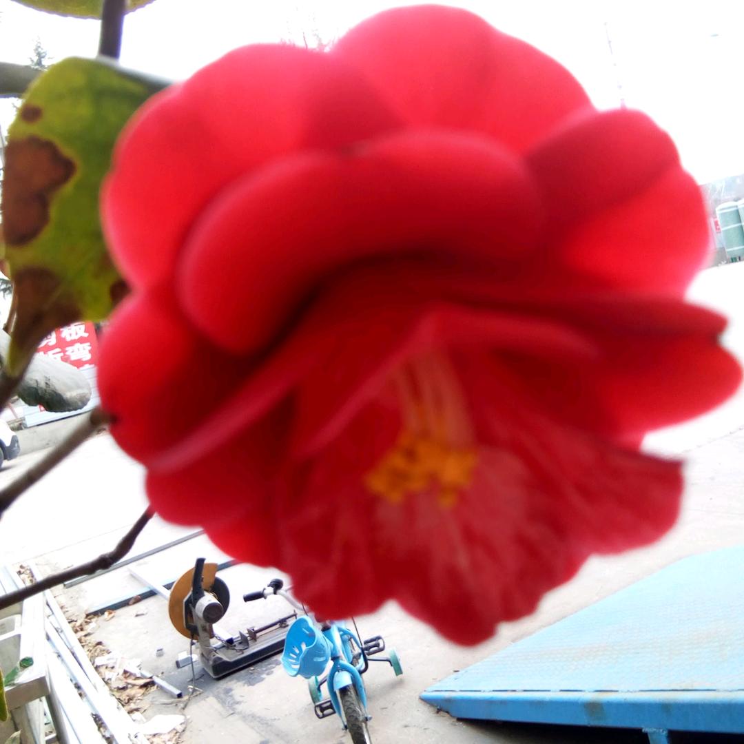 百合