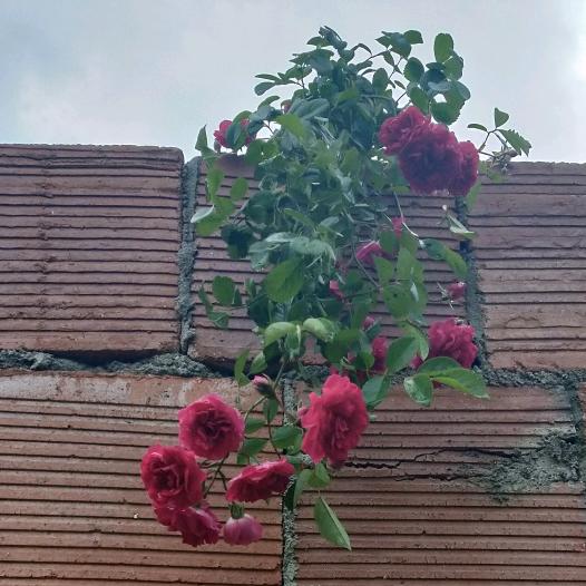 家有漏风皮夹克