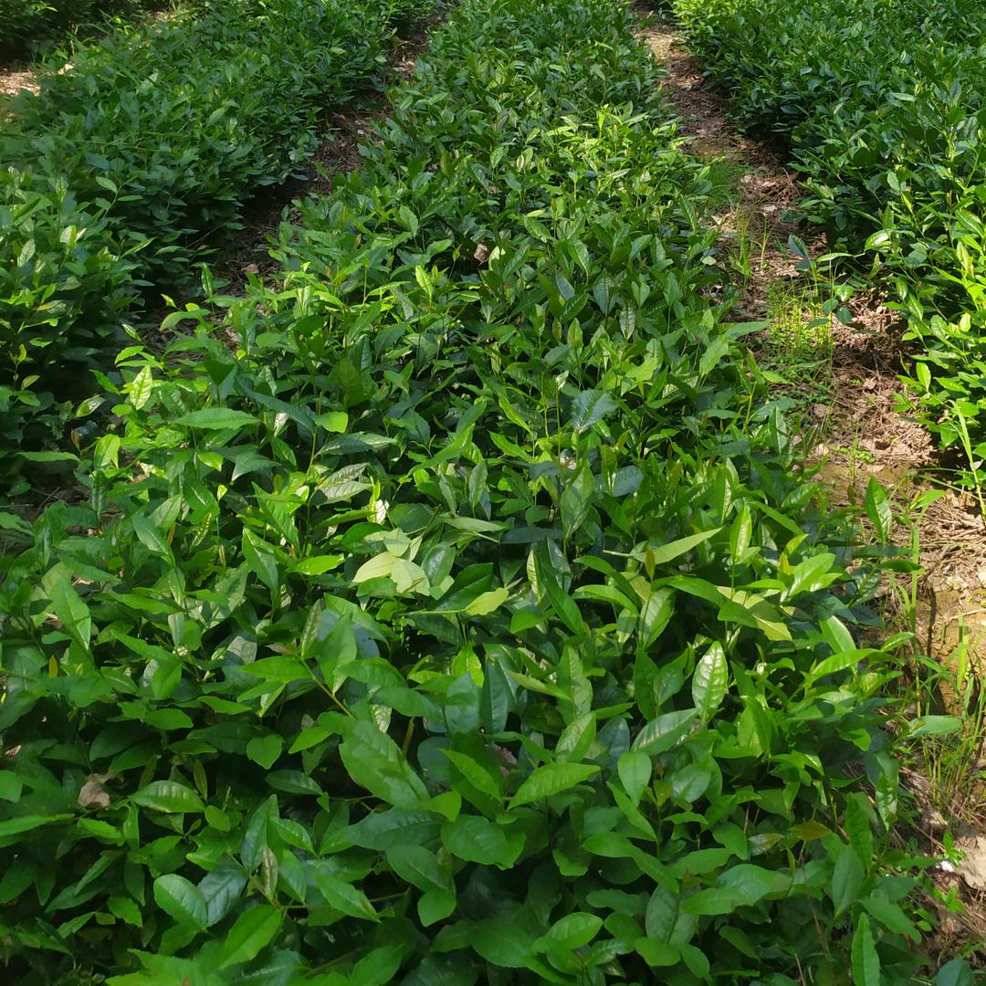 茶农