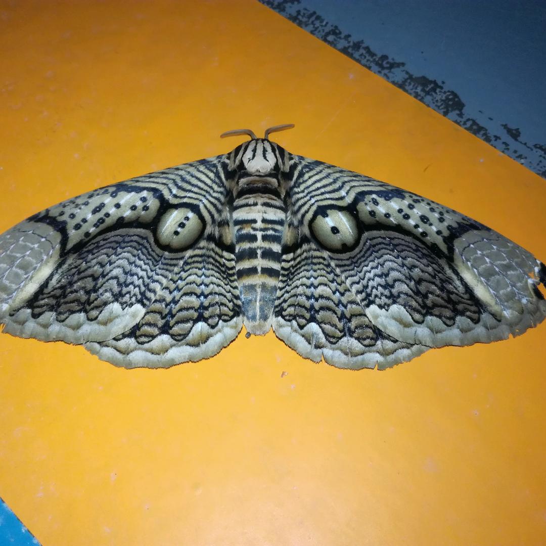 @勇发财钓鲤、草@