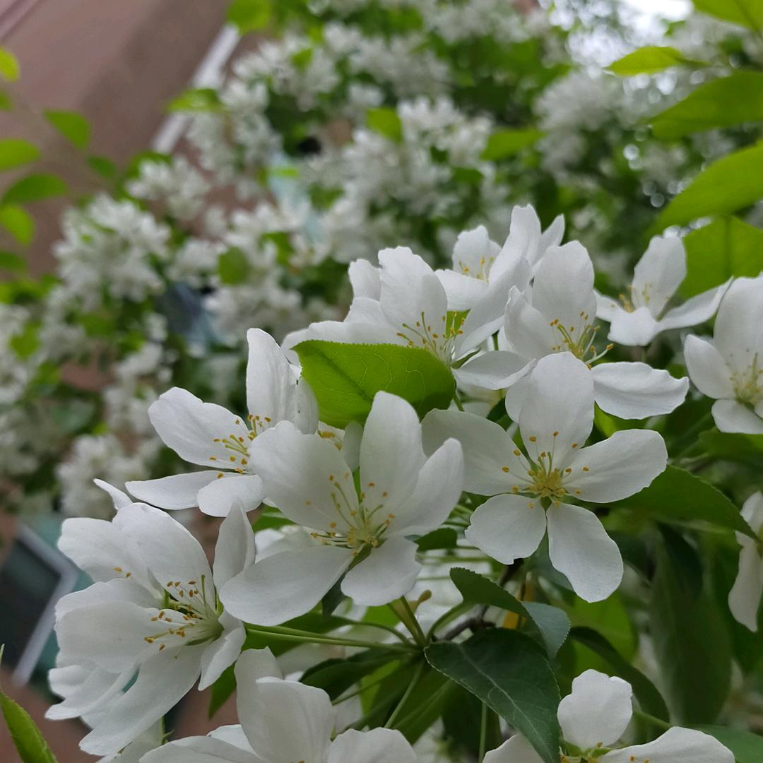 小欠奶奶