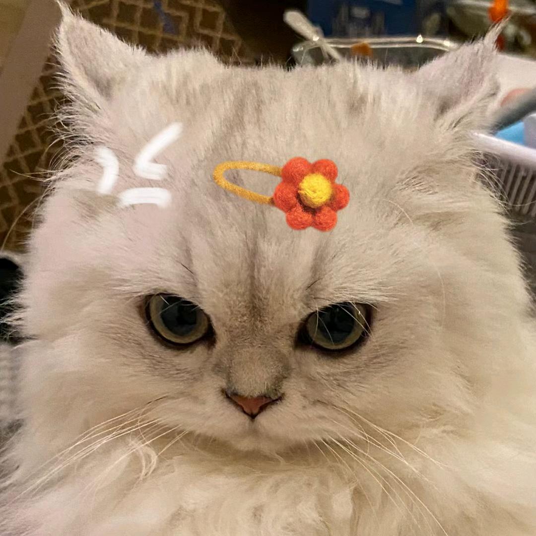 煎太阳蛋