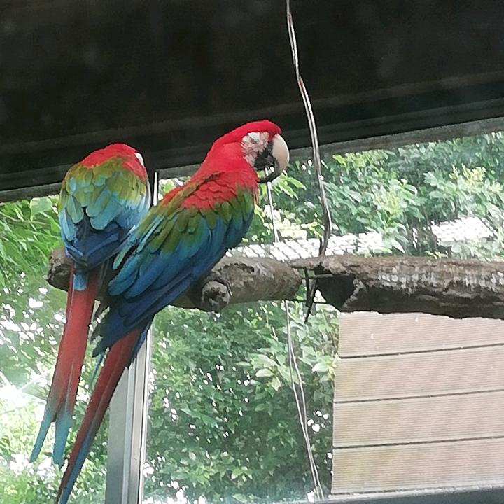 菜鸡互啄