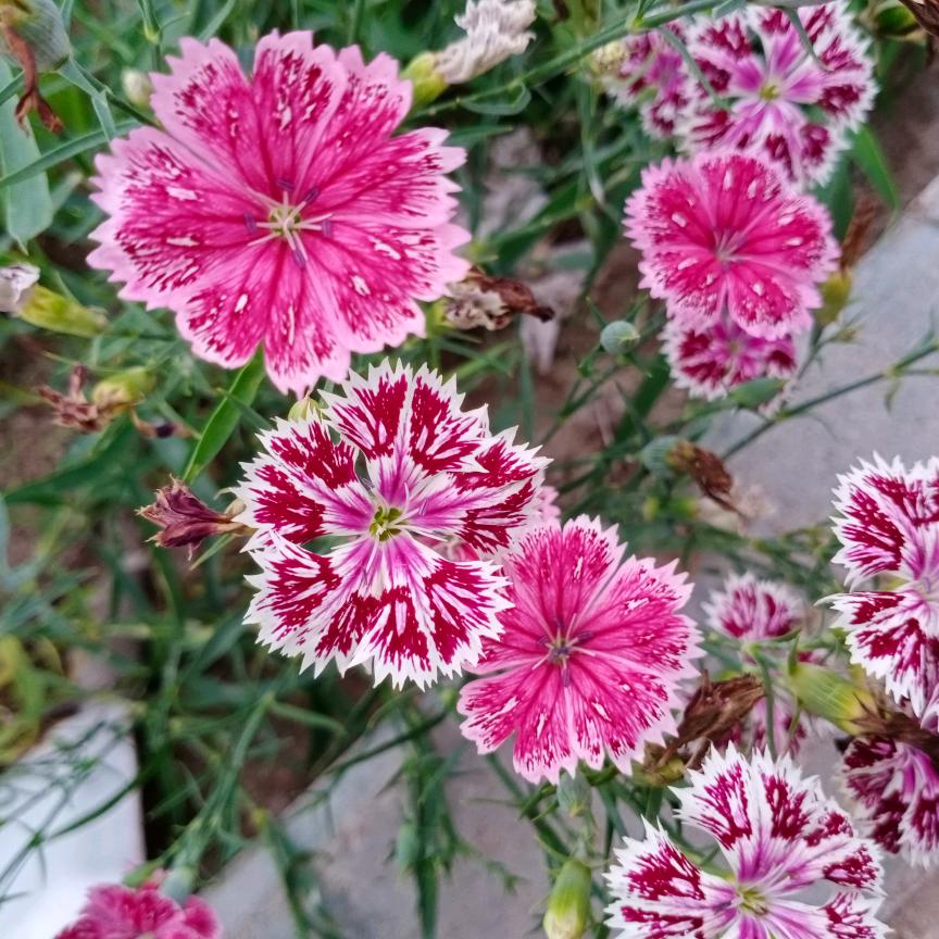 难得糊涂