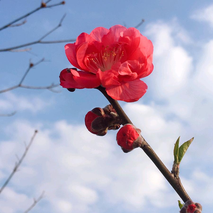 鱼乐
