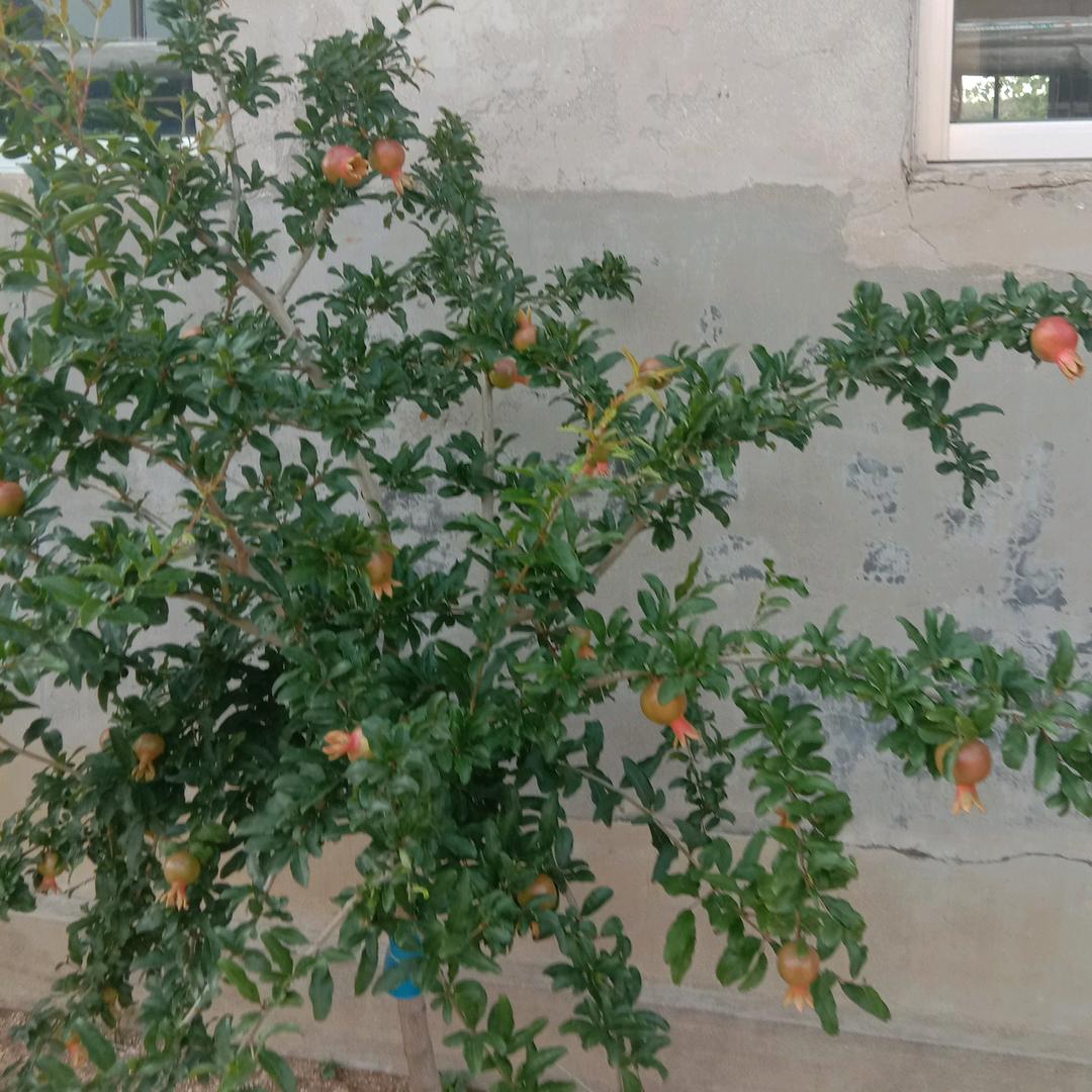 一帆风顺🇨🇳