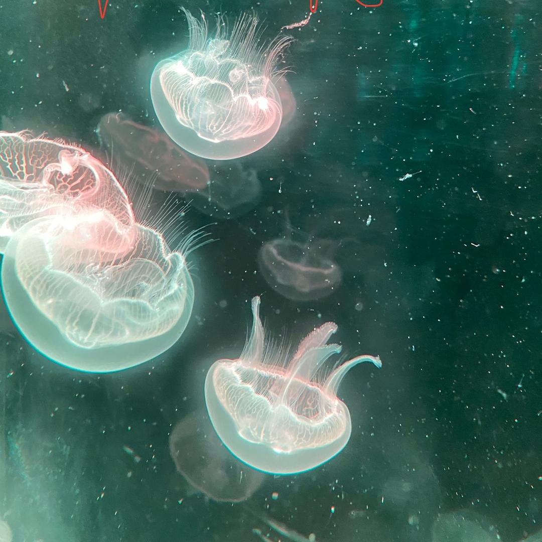 炫彩海洋生物科技