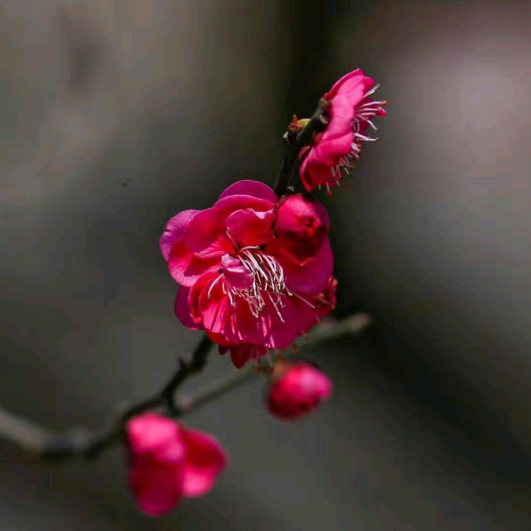 雨花石