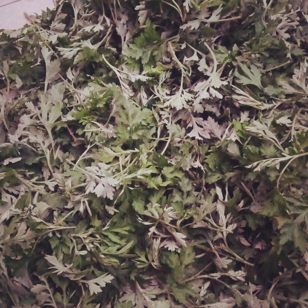 燕子