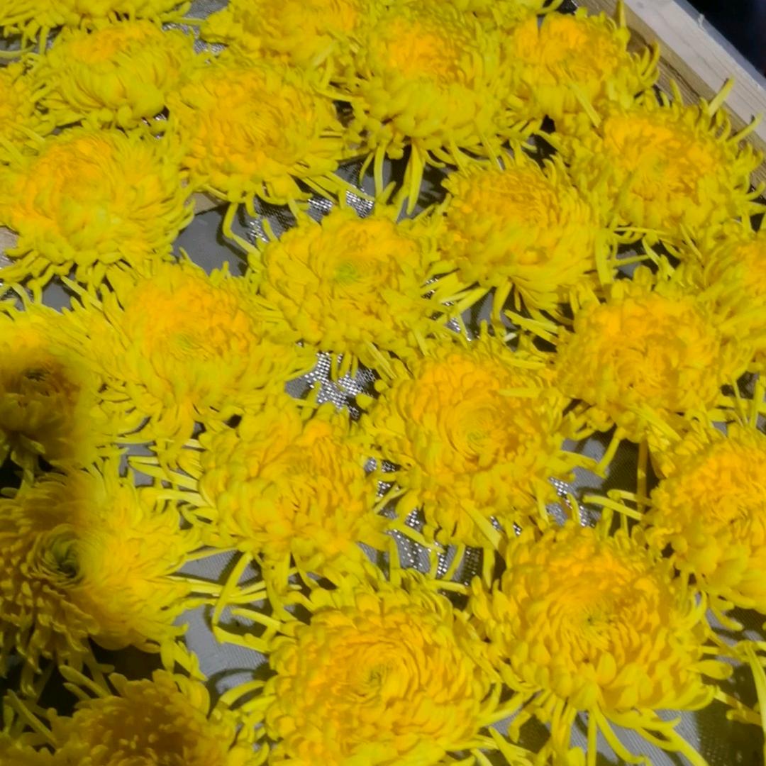 河南菊花