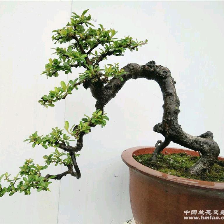 水木三秋