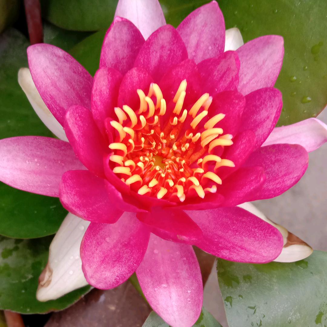 琼花