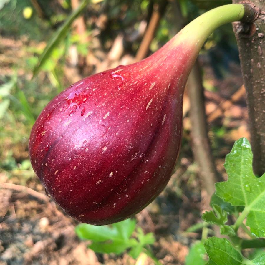 临湘无花果