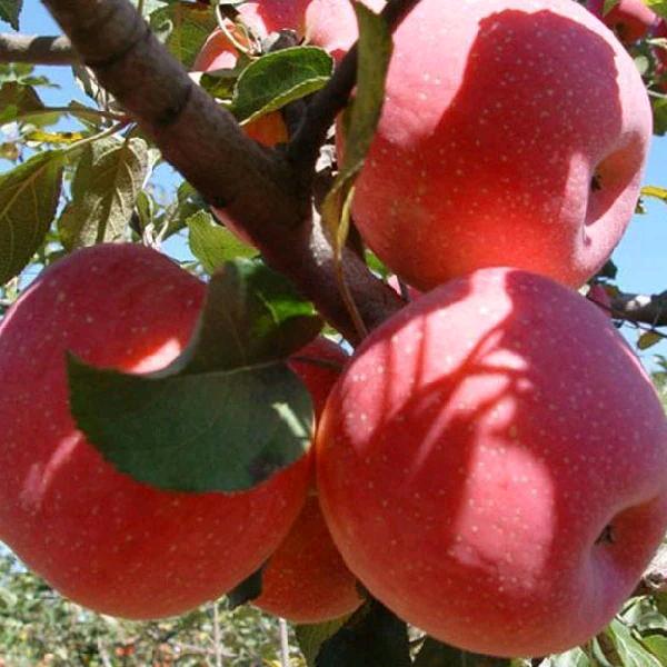 ❁´◡`❁牛哥牛❁´◡`❁