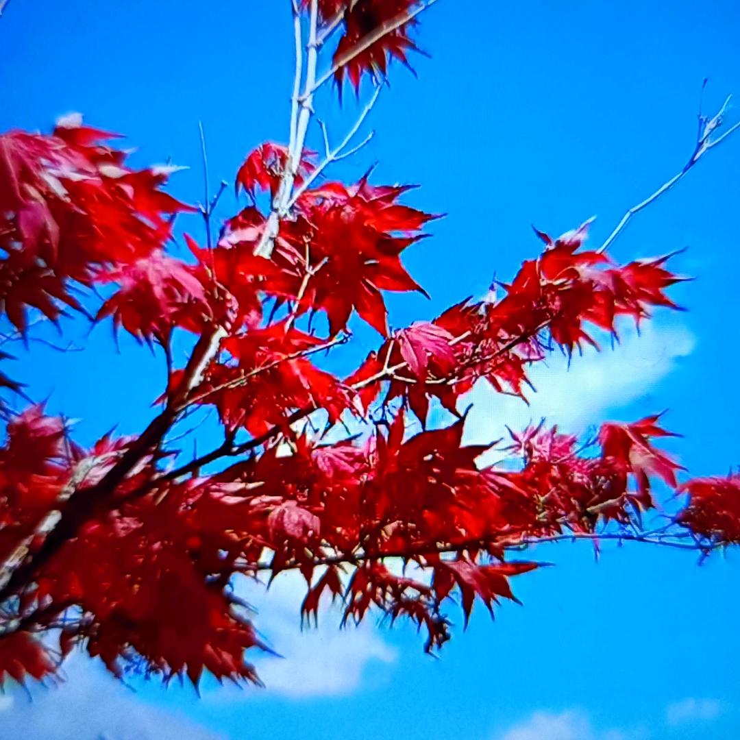 吉祥如意，平平安安，