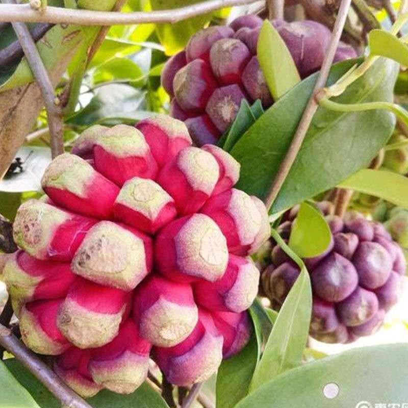 三妹。不支持私聊。