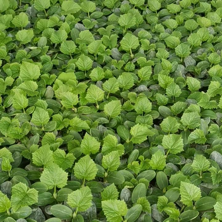 《东蕾种苗》王东