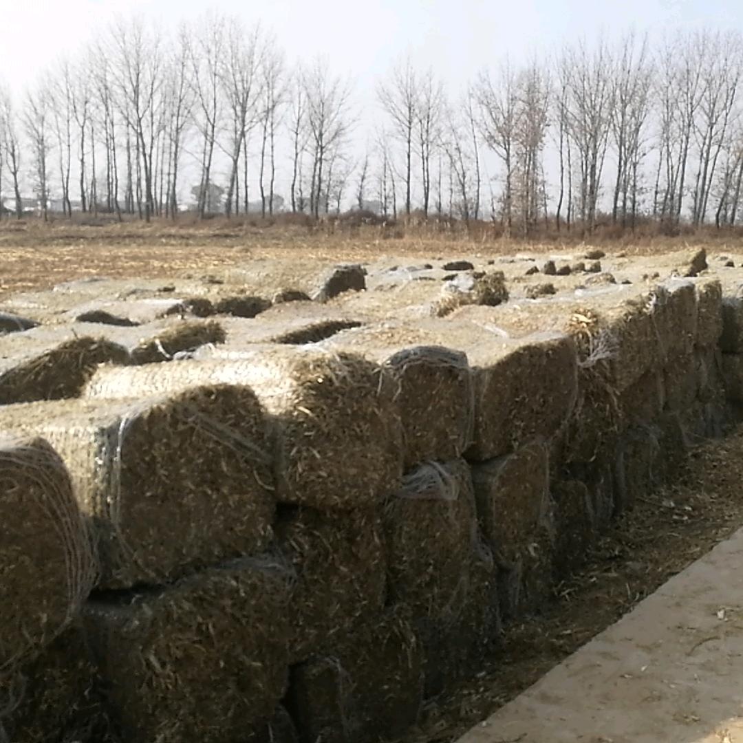 聚集农牧有限公司老王