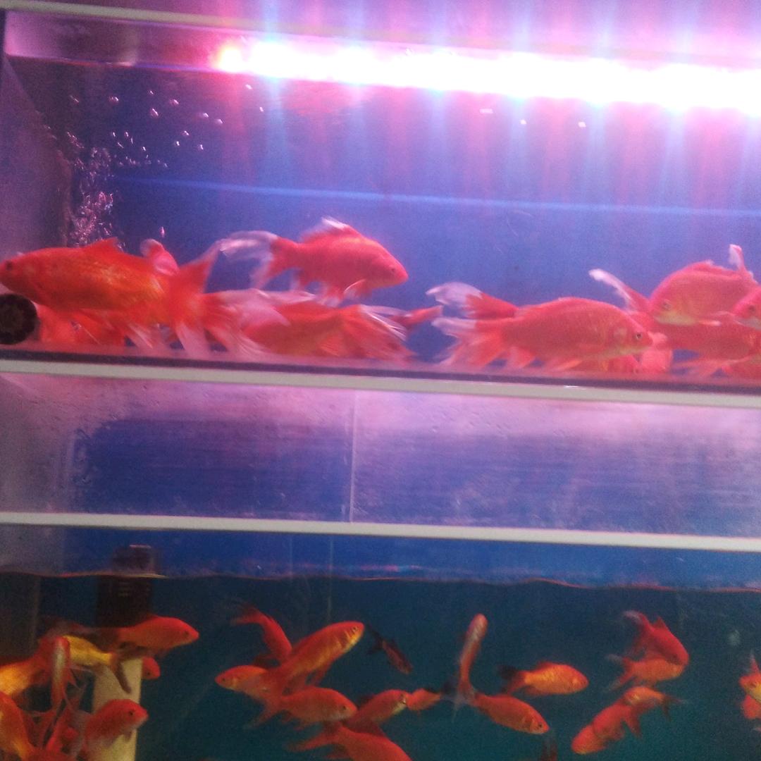 观赏鱼，水族馆