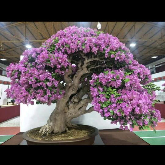 顺艺园艺场三角梅专场
