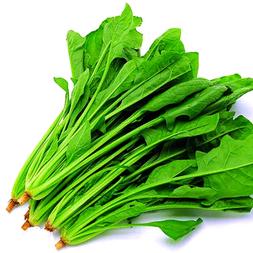 软脚蟹做不了打字机俯卧撑