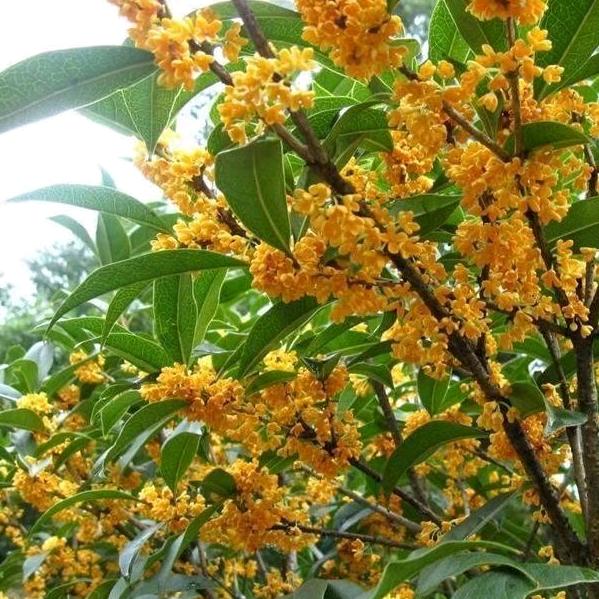 桂花姐