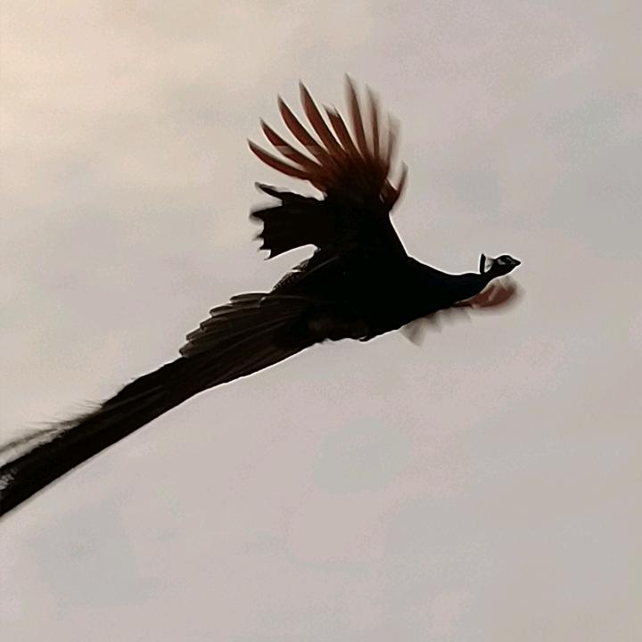 胡