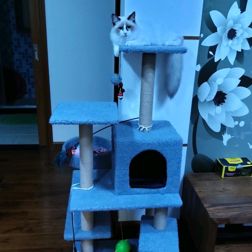 喵喵（拒私聊）