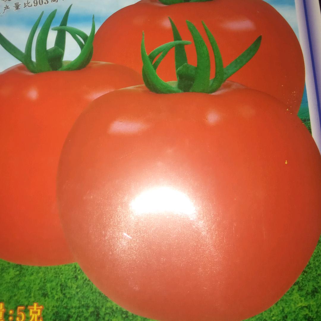 番茄姐@