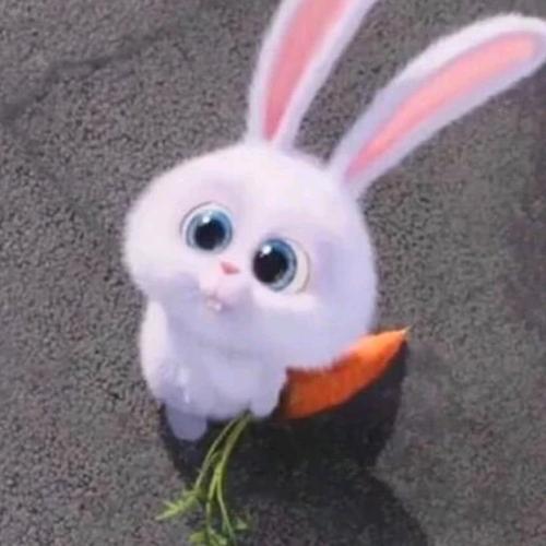 啃萝卜的🐰